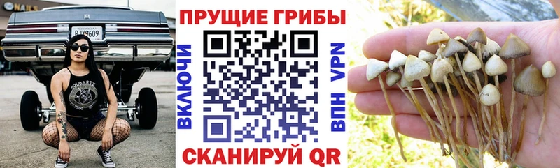 купить наркоту  hydra рабочий сайт  Галлюциногенные грибы Psilocybine cubensis  Белгород 